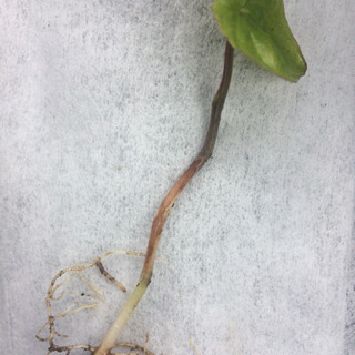 自然薯・山芋苗５〜１０cm予約受付