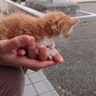 生後2～3週間の♂です。