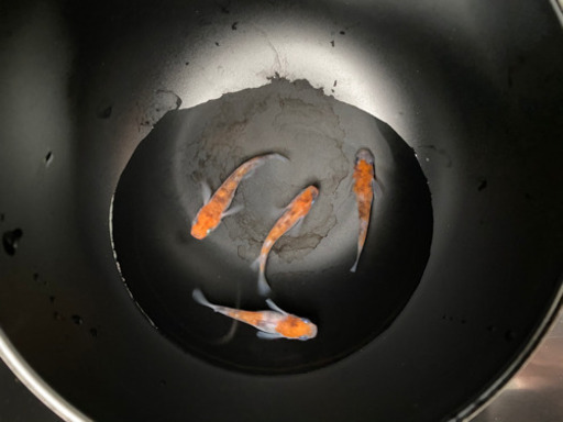 めだか　あけぼの2ペア(現物個体)