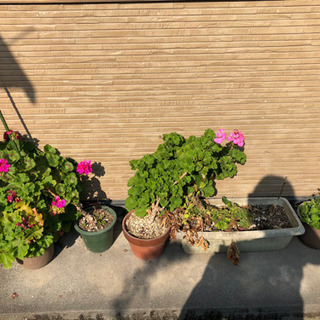 《取引中》盆栽　サボテン　花　鉢植え　など　お値引きあり★の画像