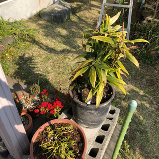 《取引中》盆栽　サボテン　花　鉢植え　など　お値引きあり★の画像