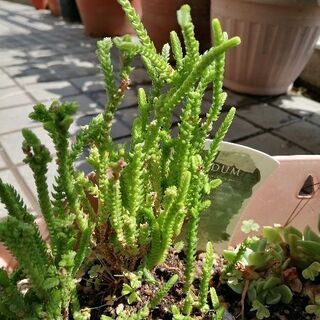 ☆多肉植物　若緑　カット苗　10本