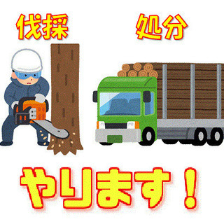 要らない木ください（邪魔な木切ります）