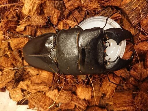 極太スマトラ アチェ産 98㎜ 郵送しません。