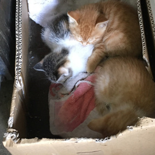 ノラちゃんの赤ちゃんです一旦受付終了します。