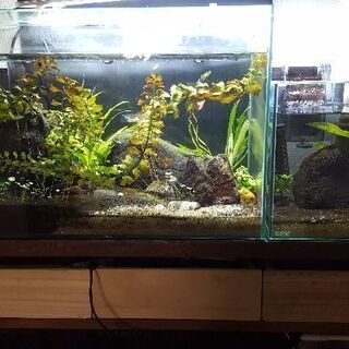 Aquascape Fish Tanks アクアスケープフィッシ...
