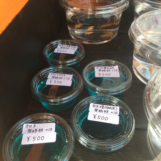 里山めだか 公園前のメダカ販売所 黒ラメレインボー ピュアホワイ...
