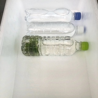 ミナミヌマエビ　10＋αの画像