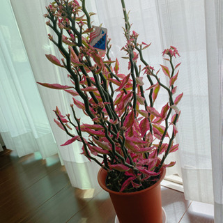 ペディランサス(大銀竜) 5号鉢 観葉植物
