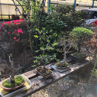 《取引中》盆栽　花　鉢植え　など