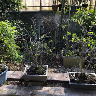 《取引中》盆栽　花　鉢植え　等