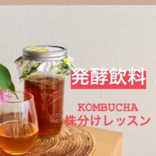 発酵飲料コンブチャ株分けレッスン