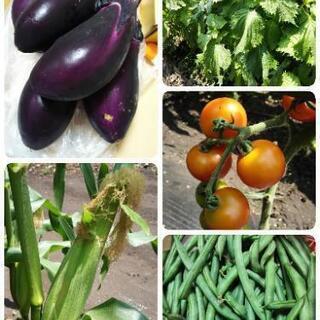 野菜販売出来る所を探してます！