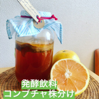 発酵飲料コンブチャ 株分けレッスン