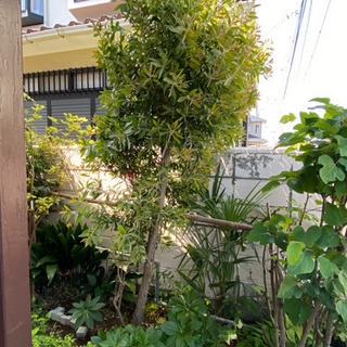 ★お譲り先が決定しました★ブラシの木★