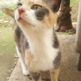 ☆里親募集　パステル三毛　美猫女子☆⑧