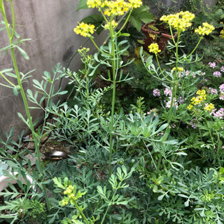 植物　ヘンルーダ抜き苗5月30日まで期間限定の画像