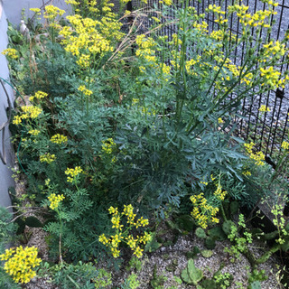 植物　ヘンルーダ抜き苗5月30日まで期間限定