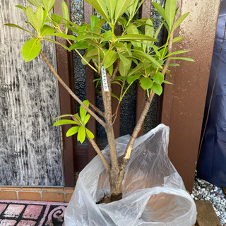 ★お譲り先が決定しました★シャクナゲ　苗木