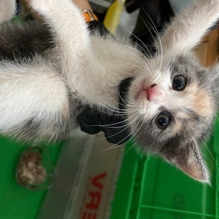 子猫の三毛猫ちゃん、