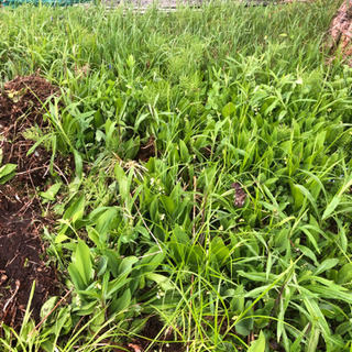 庭解体中　ツツジ、スイセン、すずらんなど　伐採木、庭石もありますの画像