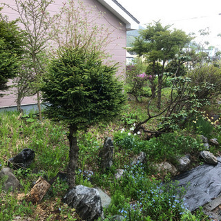 庭解体中　ツツジ、スイセン、すずらんなど　伐採木、庭石もありますの画像