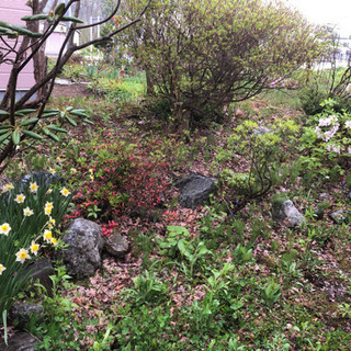 庭解体中　ツツジ、スイセン、すずらんなど　伐採木、庭石もありますの画像
