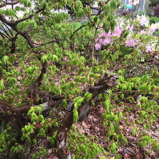 庭解体中　ツツジ、スイセン、すずらんなど　伐採木、庭石もありますの画像