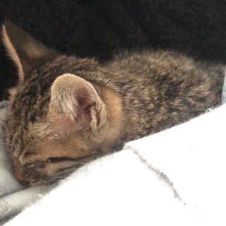 🐈猫ちゃんの里親募集