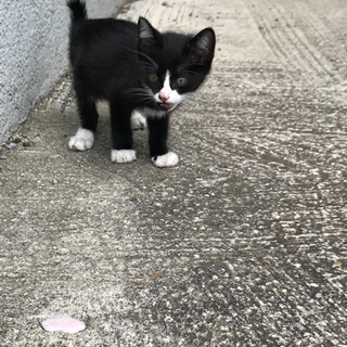 子猫3匹の里親さん募集しています【三匹の里親様見つかったため、締...