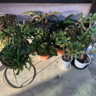 《取引中》花　鉢植え　鉢　素焼き　などの画像