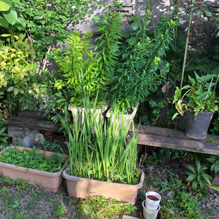 《取引中》花　鉢植え　鉢　素焼き　などの画像