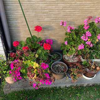 《取引中》花　鉢植え　鉢　素焼き　などの画像