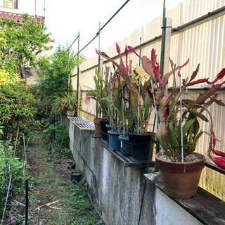 《取引中》花　鉢植え　鉢　素焼き　などの画像