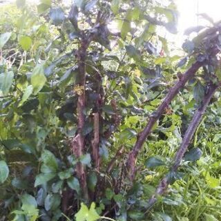 庭木お譲りします　[ボケ]