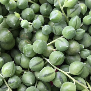 多肉植物　グリーンネックレス　抜き苗！