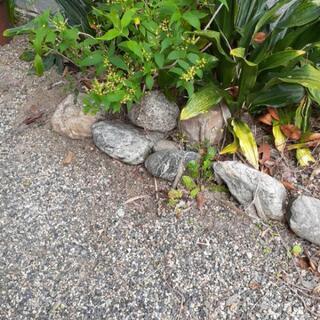 【庭石】【色んなサイズ】の画像