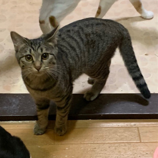 猫の里親探してます