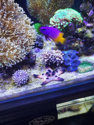 飼えなくなった海水魚の買取をお願いします。