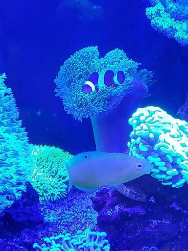 飼えなくなった海水魚の買取をお願いします。