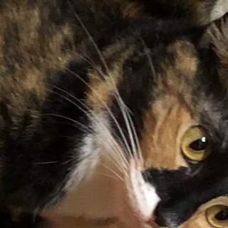 猫が4匹います
