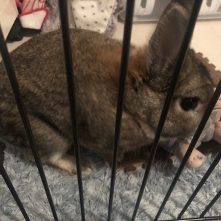 ネザーランドドワーフ ウサギ メス うさぎ