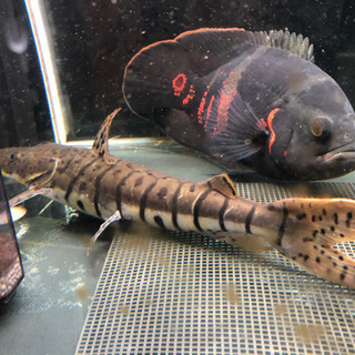 タイガーショベルノーズキャット タイガーシャベル ノーズキャット 熱帯魚　大型魚　キャットテールの画像