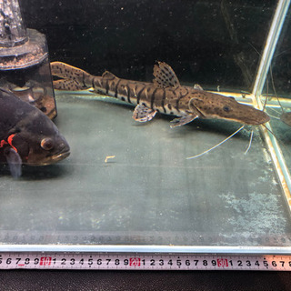 タイガーショベルノーズキャット タイガーシャベル ノーズキャット 熱帯魚　大型魚　キャットテールの画像