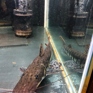 タイガーショベルノーズキャット タイガーシャベル ノーズキャット 熱帯魚　大型魚　キャットテールの画像