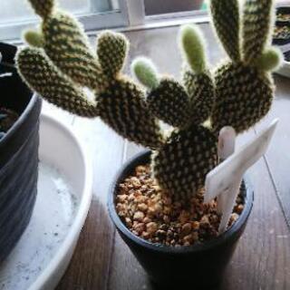 【取引中】ウチワサボテンあげます