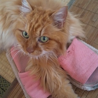 猫好きさんのご近所友達が欲しいです！ - 川越市
