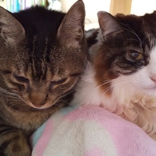 猫好きさんのご近所友達が欲しいです！ - 友達
