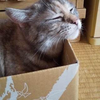 猫好きさんのご近所友達が欲しいです！ − 埼玉県