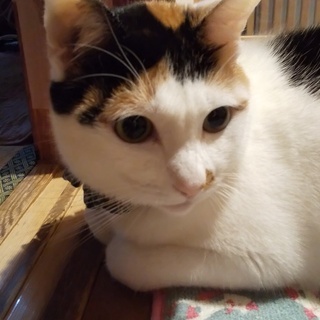 猫好きさんのご近所友達が欲しいです！ - メンバー募集